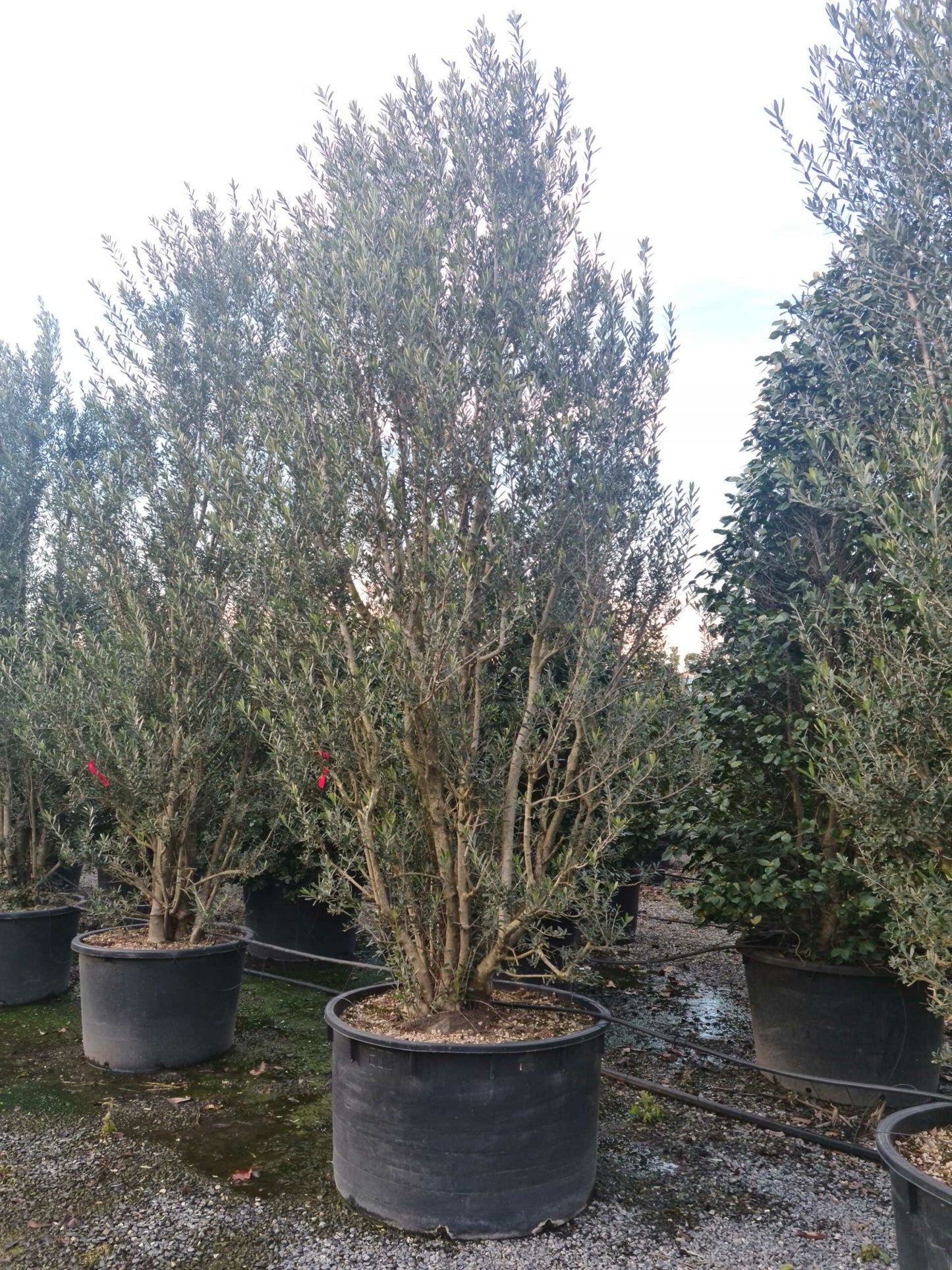 OLEA europaea 'Forma Toscana'