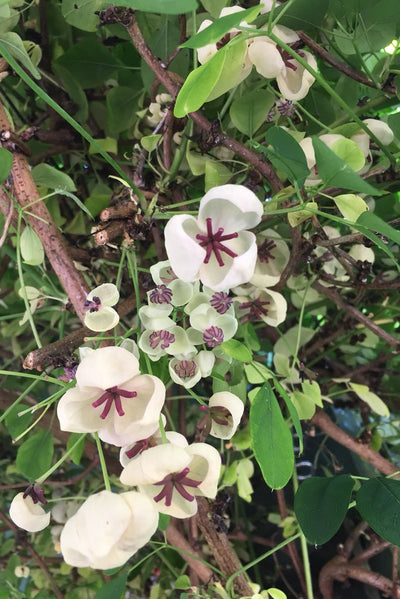 AKEBIA quinata 'Cream Form'