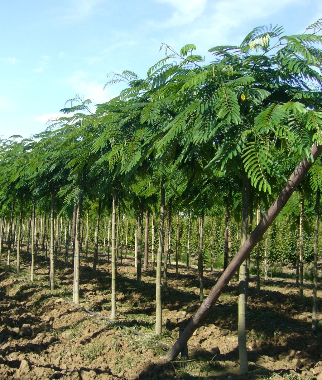 ALBIZIA julibrissin