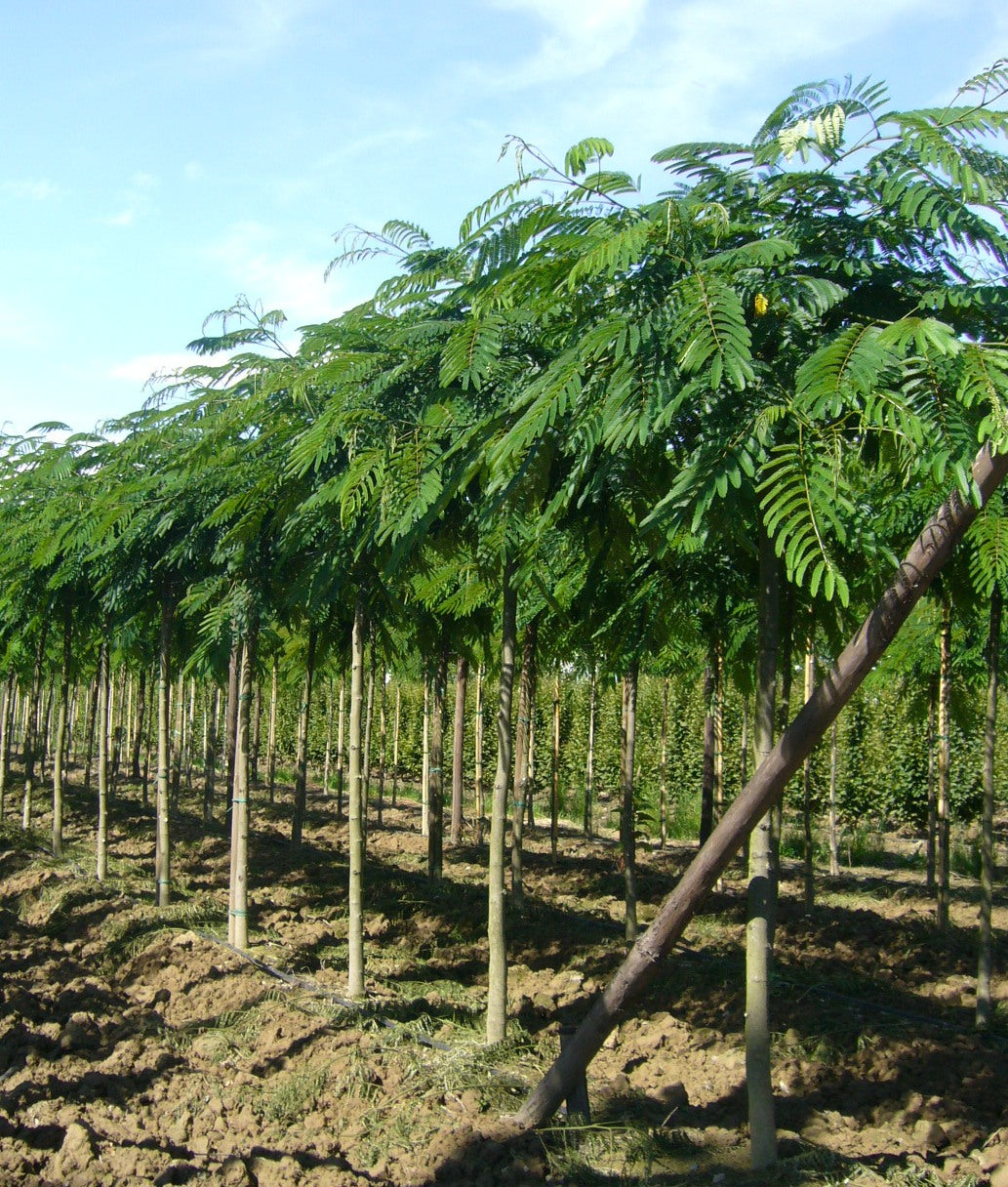 ALBIZIA julibrissin