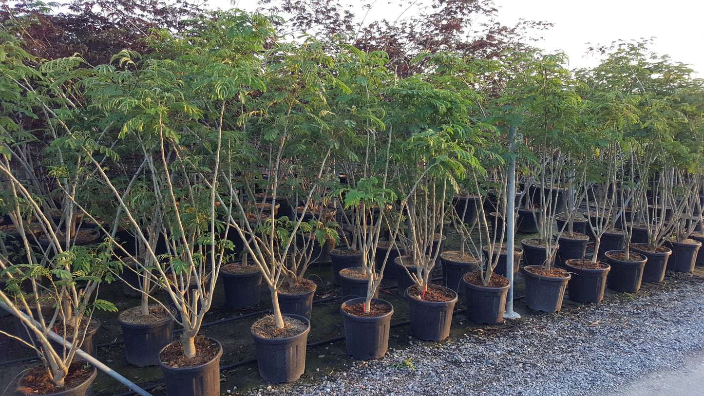 ALBIZIA julibrissin 'Ombrella' ®