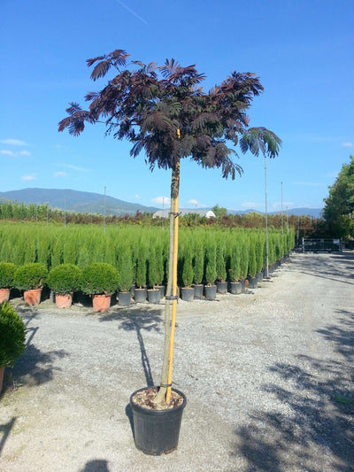 ALBIZIA julibrissin 'Summer Chocolate' ®
