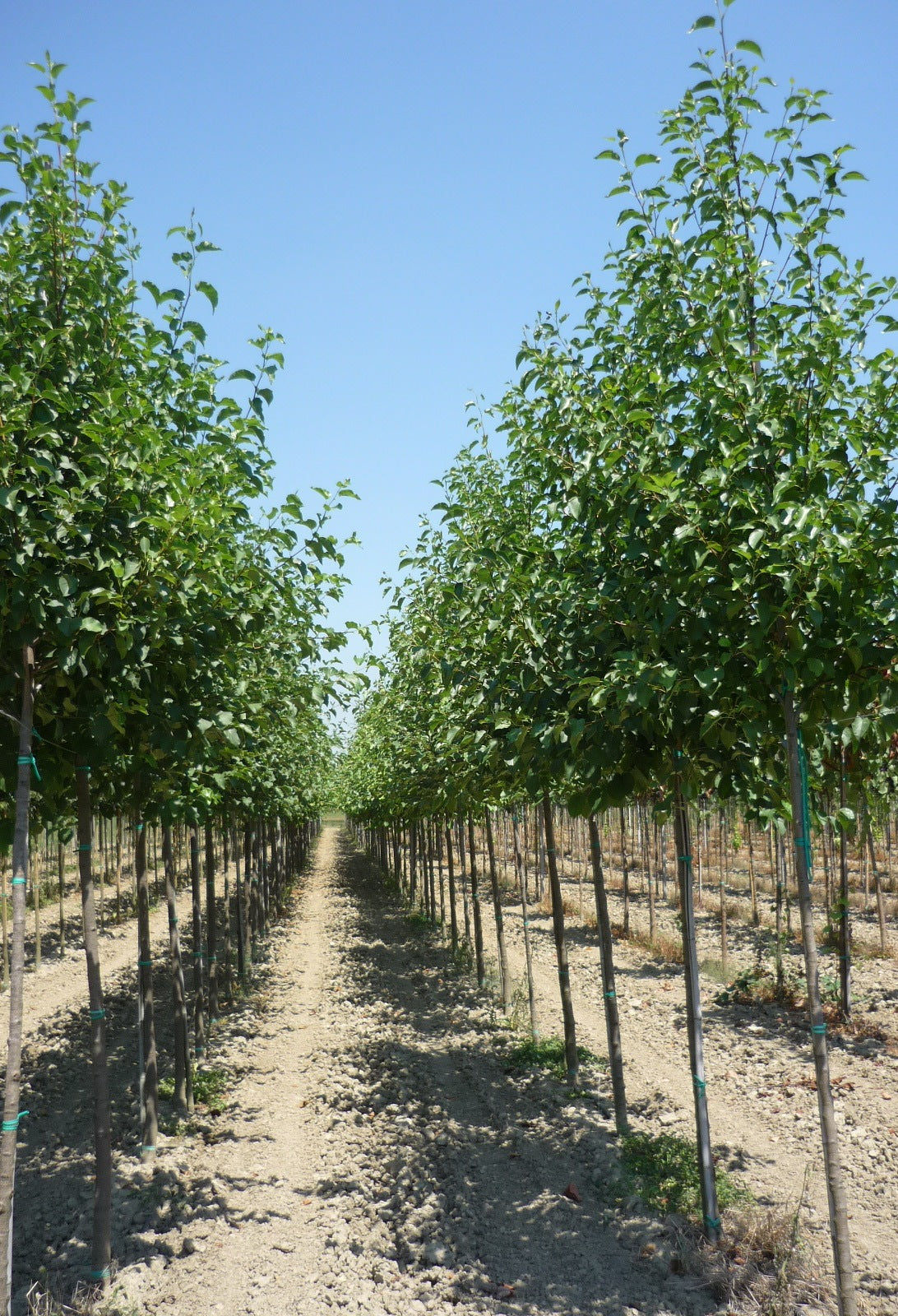 ALNUS cordata
