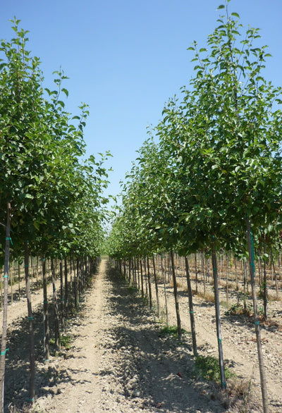 ALNUS cordata