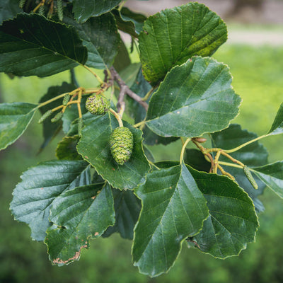 ALNUS glutinosa