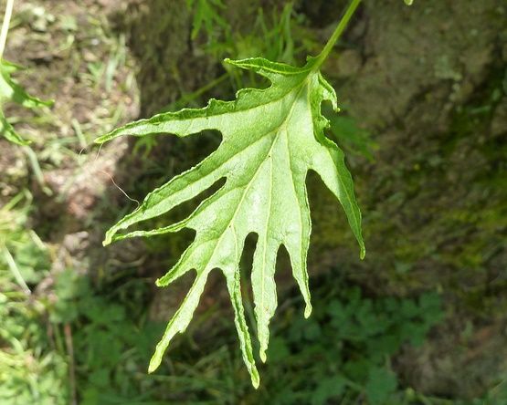 ALNUS glutinosa 'Imperialis'