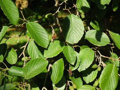 ALNUS incana