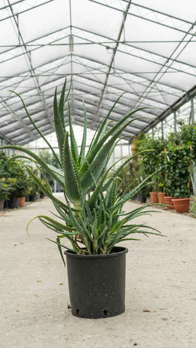 ALOE arborescens
