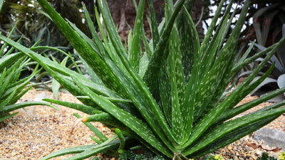 ALOE vera