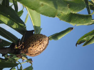 AMYGDALUS vulgaris 'Princesse'