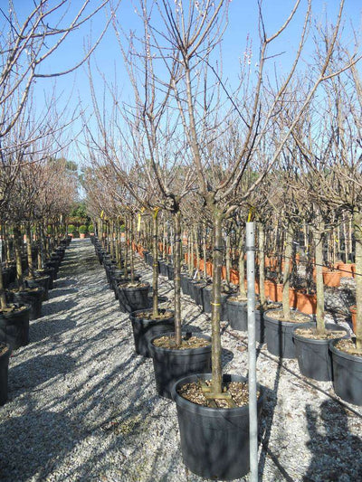 AMYGDALUS vulgaris 'Marcona'