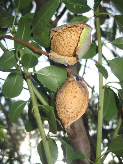 AMYGDALUS vulgaris nano