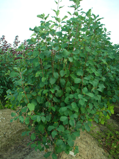 AMELANCHIER alnifolia 'Obelisk'