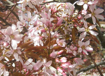AMELANCHIER x grandiflora 'Robin Hill'