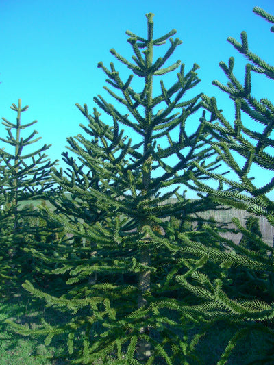 ARAUCARIA araucana