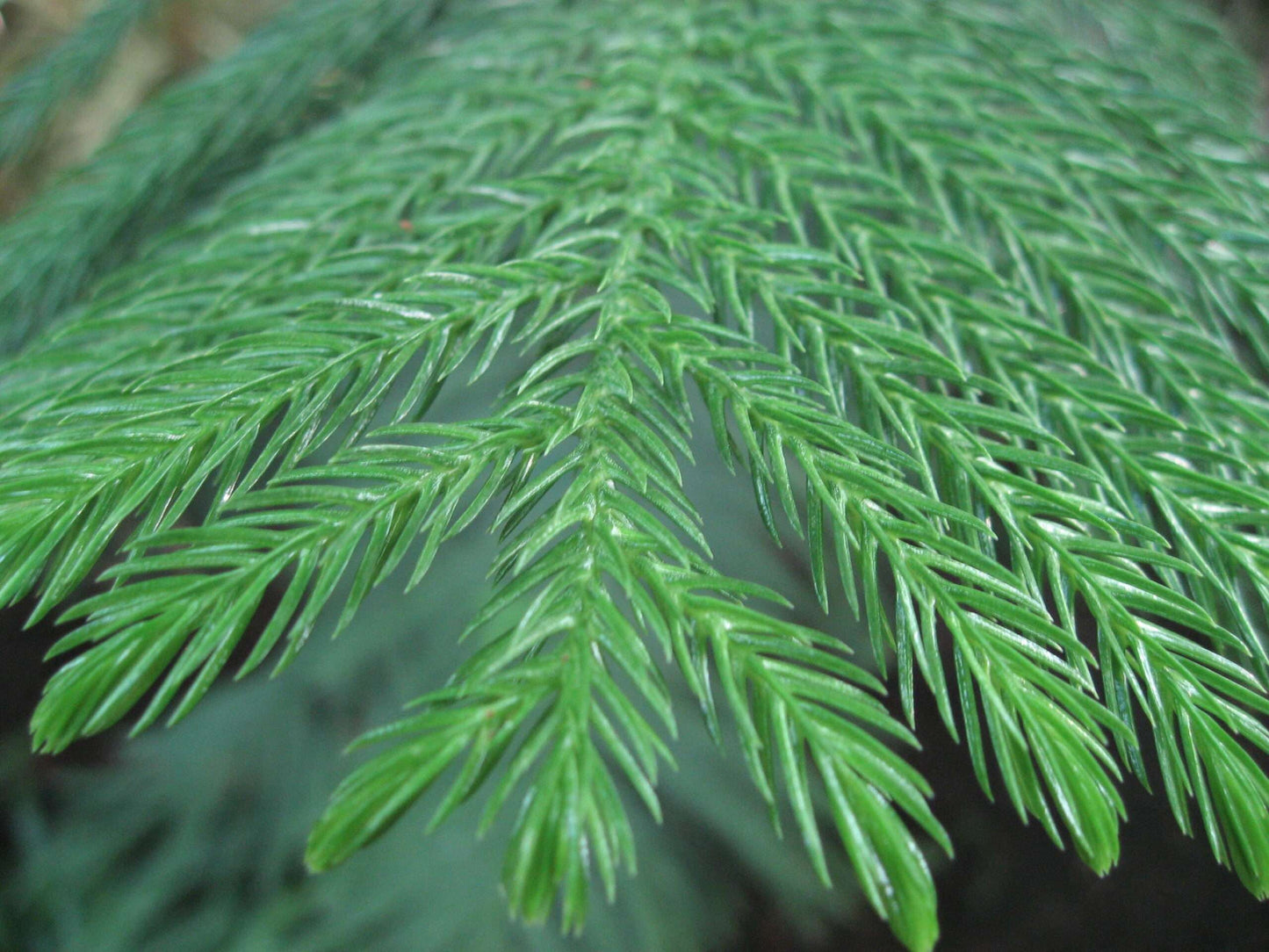 ARAUCARIA excelsa