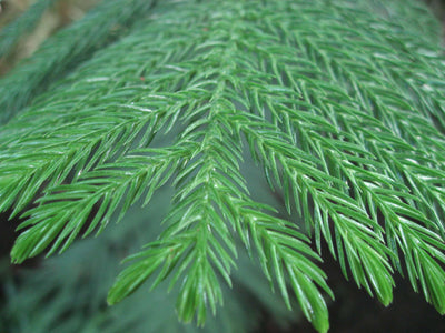 ARAUCARIA excelsa