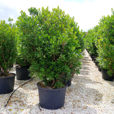 ARBUTUS unedo
