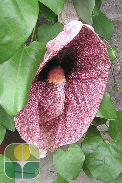 ARISTOLOCHIA grandiflora