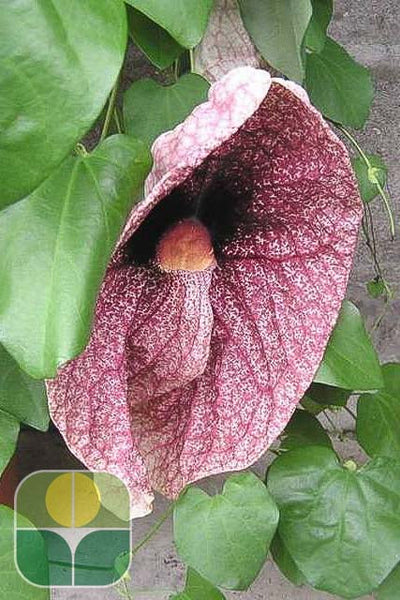 ARISTOLOCHIA grandiflora