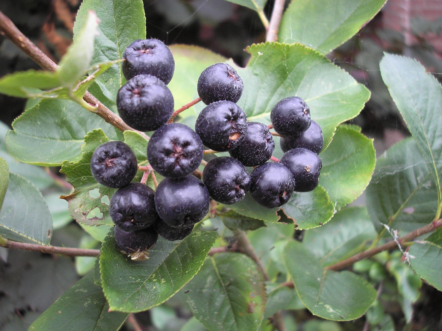 ARONIA melanocarpa