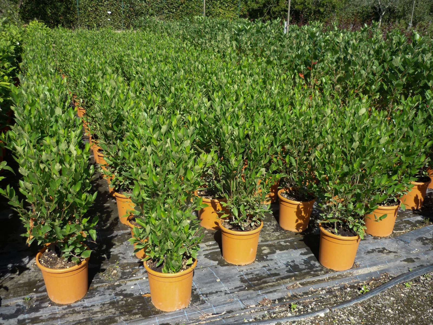 ARONIA melanocarpa 'Hugin'