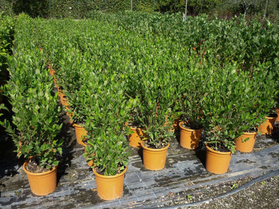 ARONIA melanocarpa 'Hugin'