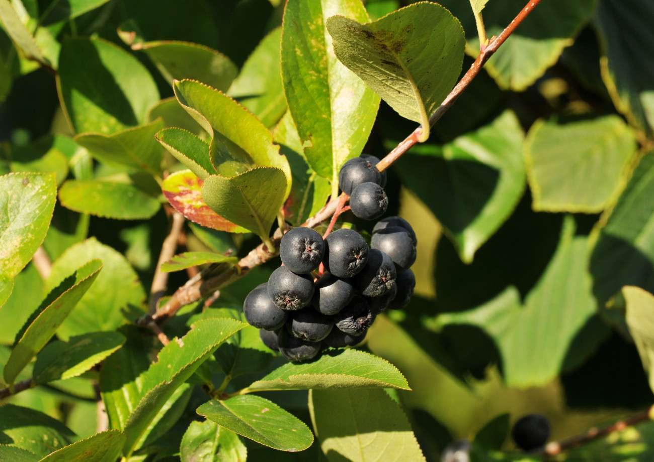 ARONIA melanocarpa 'Viking'