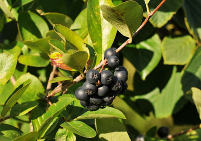 ARONIA melanocarpa 'Viking'