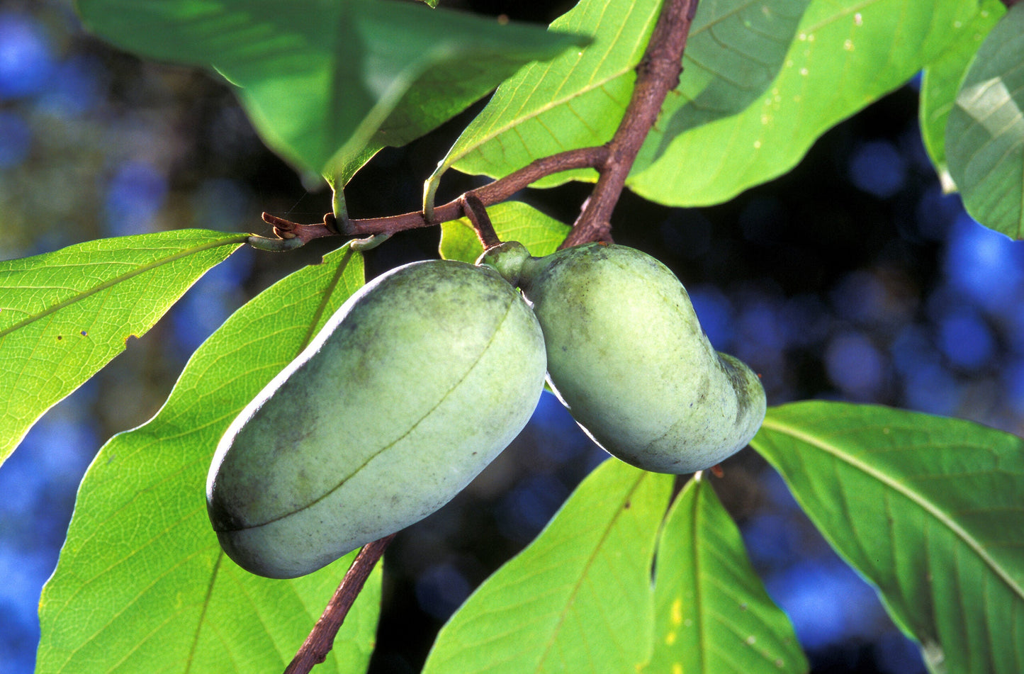 ASIMINA triloba