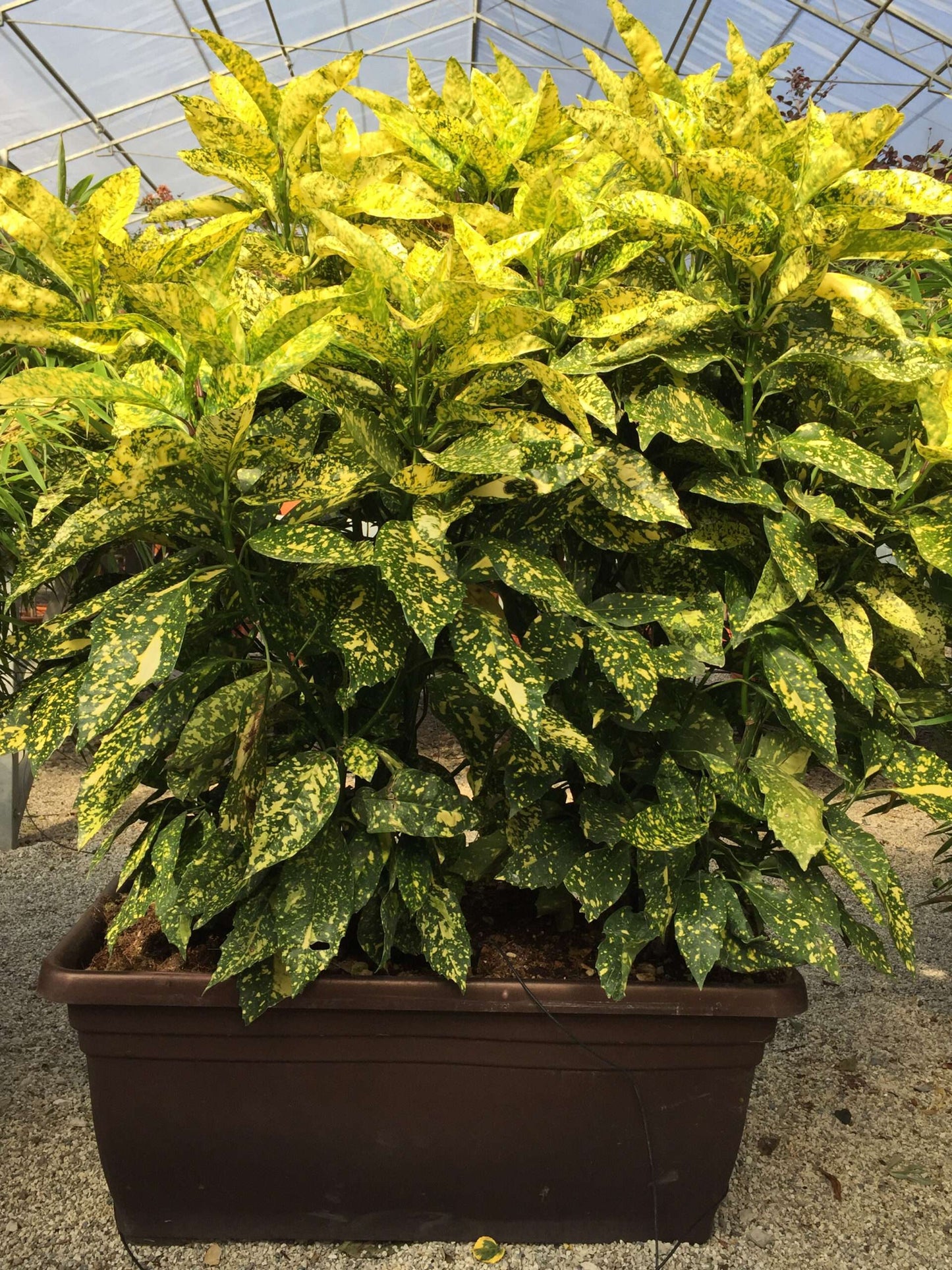 AUCUBA japonica 'Crotonifolia'
