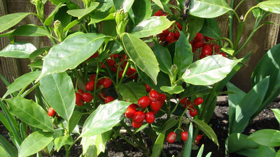 AUCUBA japonica 'Rozzannie'
