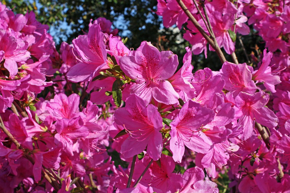 AZALEA japonica 'Amoena'