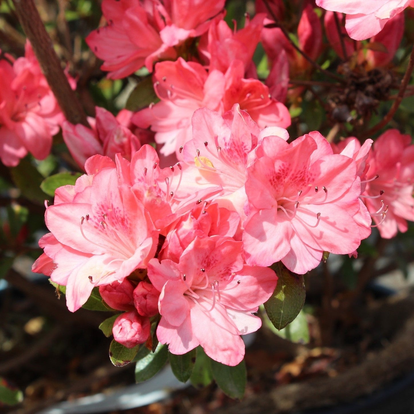 AZALEA japonica 'Blaauw's Pink'