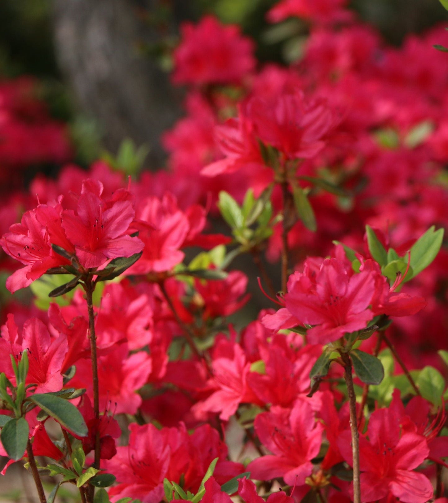 AZALEA japonica 'Hino Crimson'
