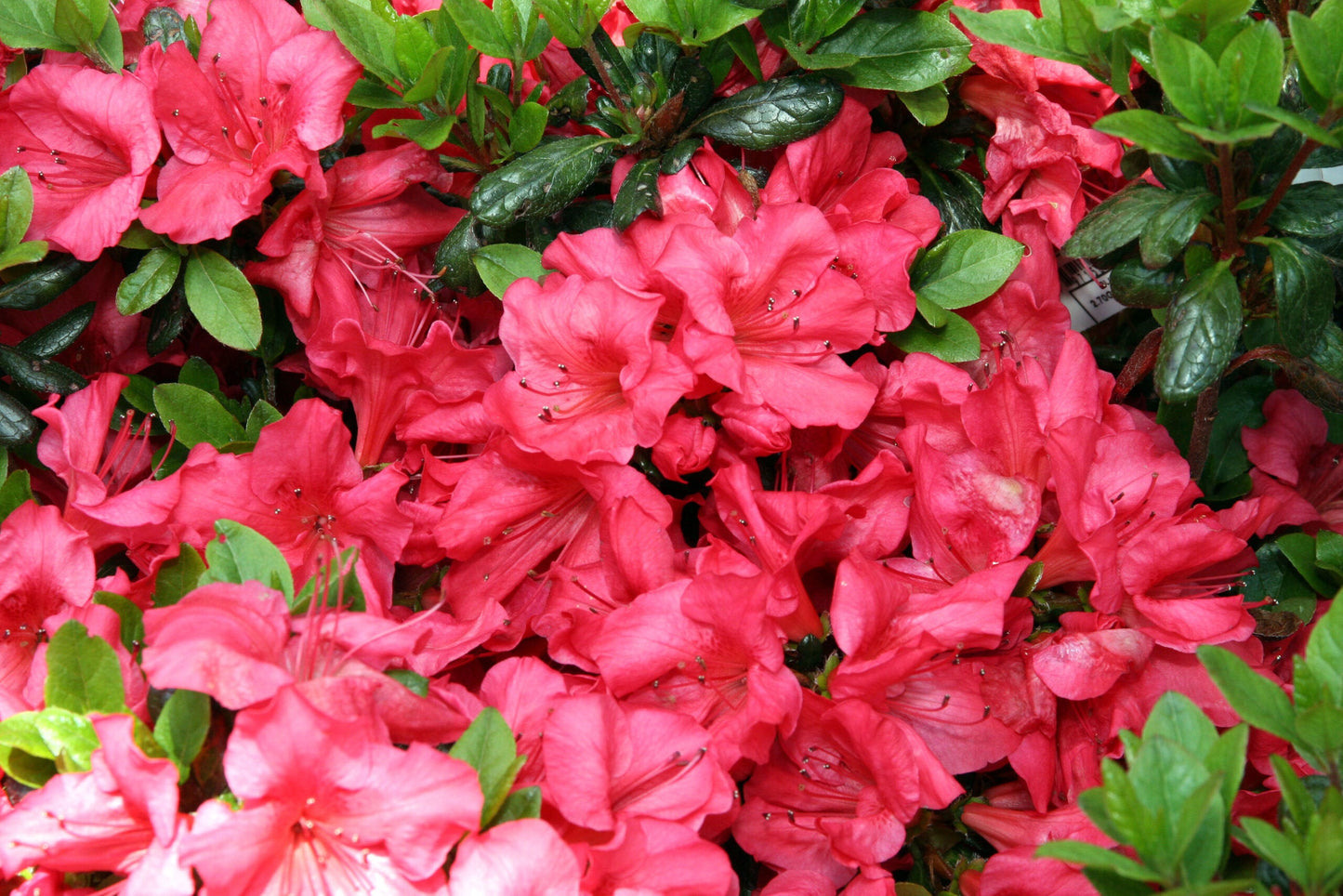 AZALEA japonica 'Johanna'