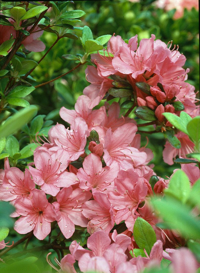 AZALEA japonica 'Orion'