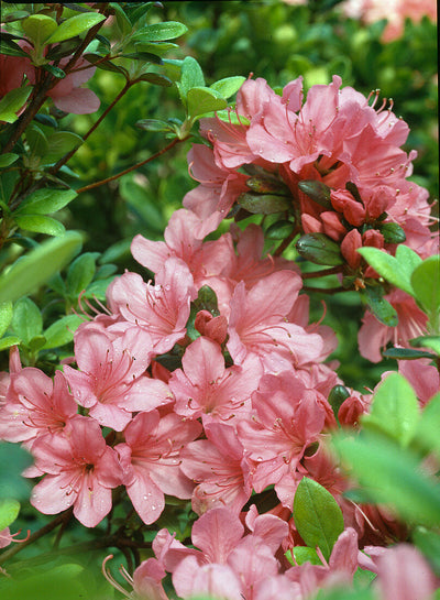 AZALEA japonica 'Orion'