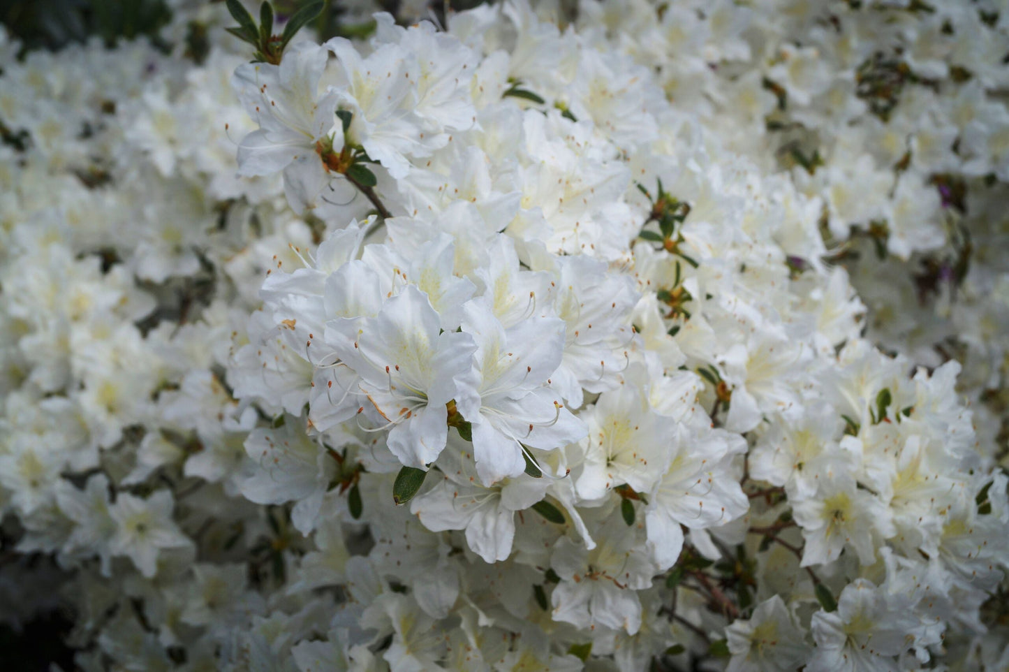AZALEA japonica 'Palestrina'