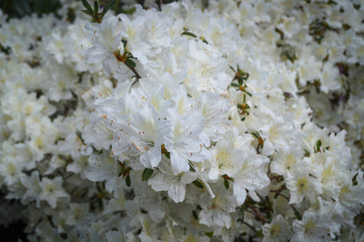 AZALEA japonica 'Palestrina'