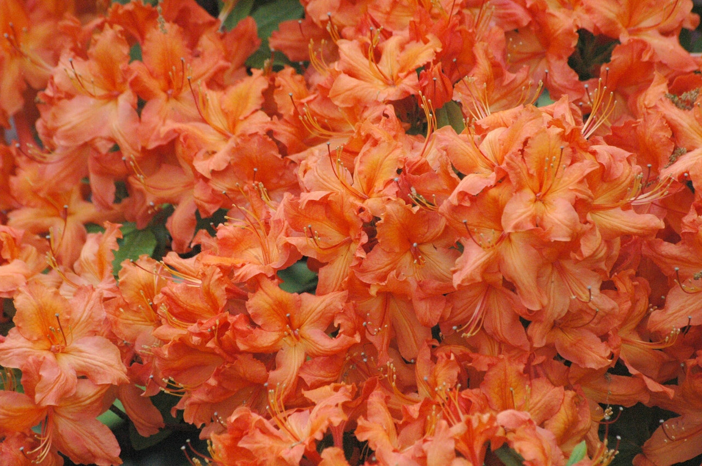AZALEA mollis 'Golden Eagle'