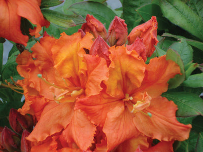 AZALEA mollis 'Gibraltar'