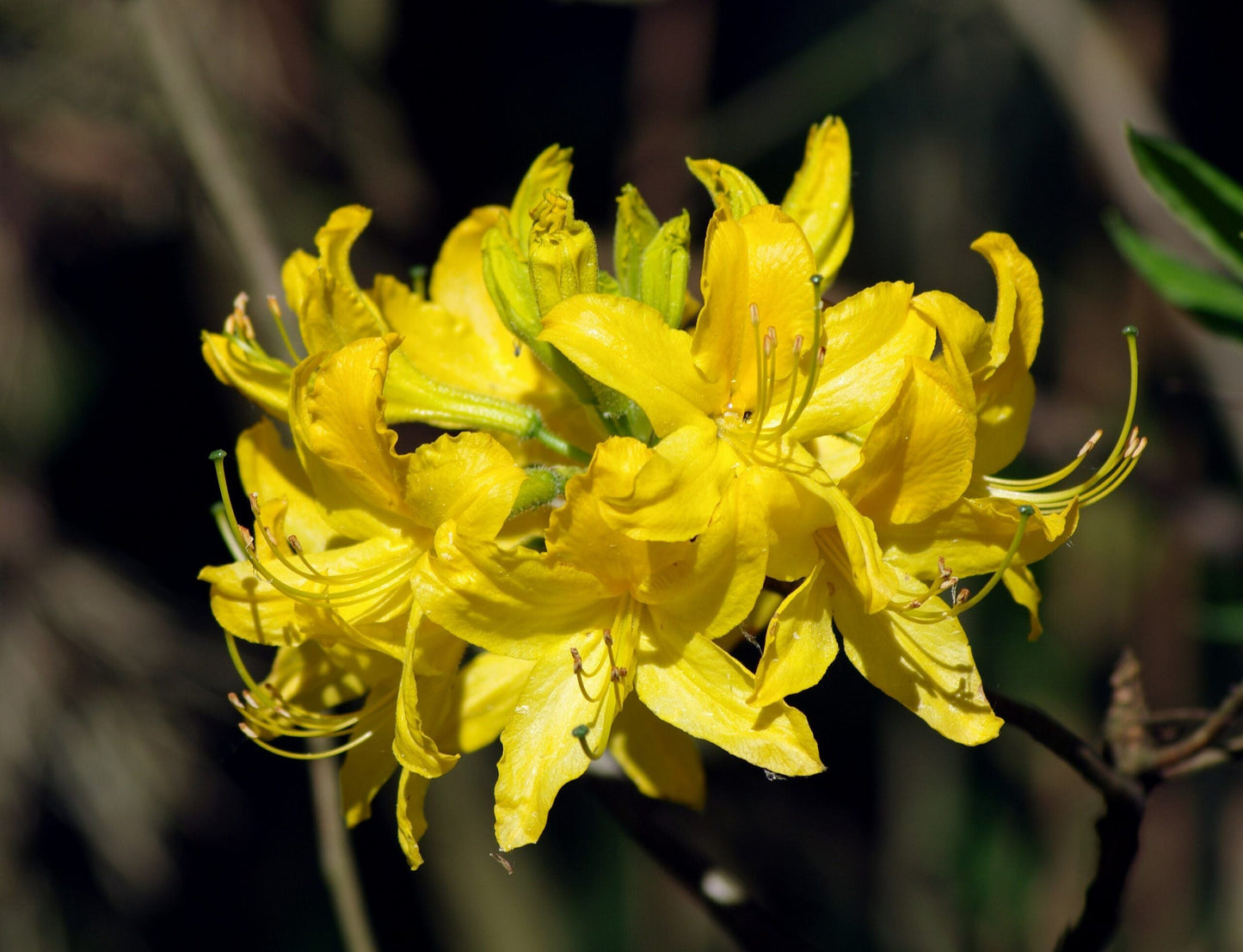 AZALEA mollis 'Golden Sunset'
