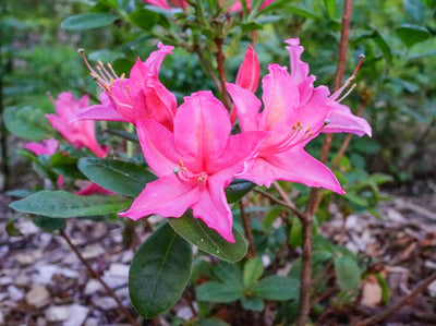 AZALEA mollis 'Jolie Madame'
