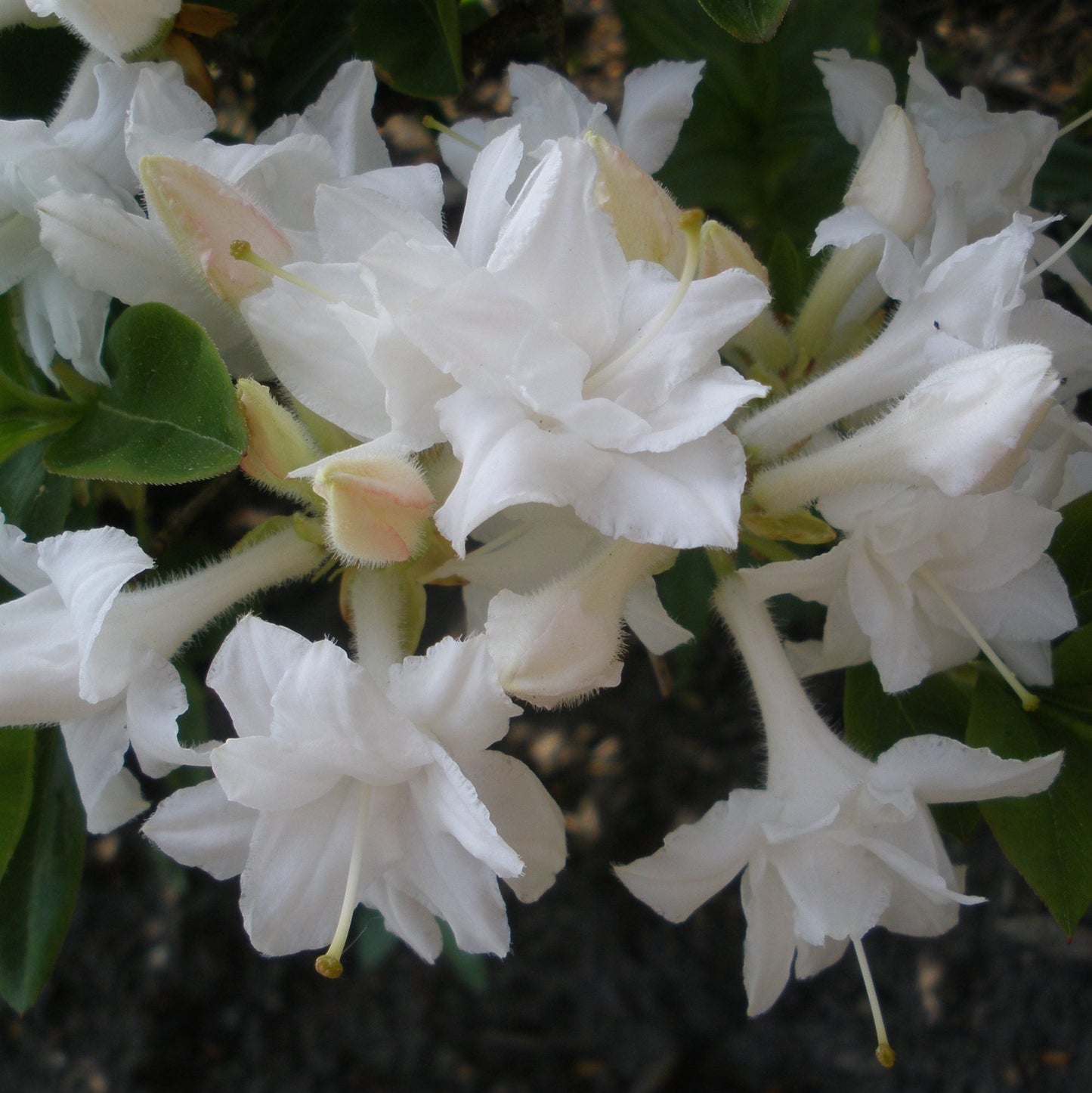 AZALEA mollis 'Whitethroat'
