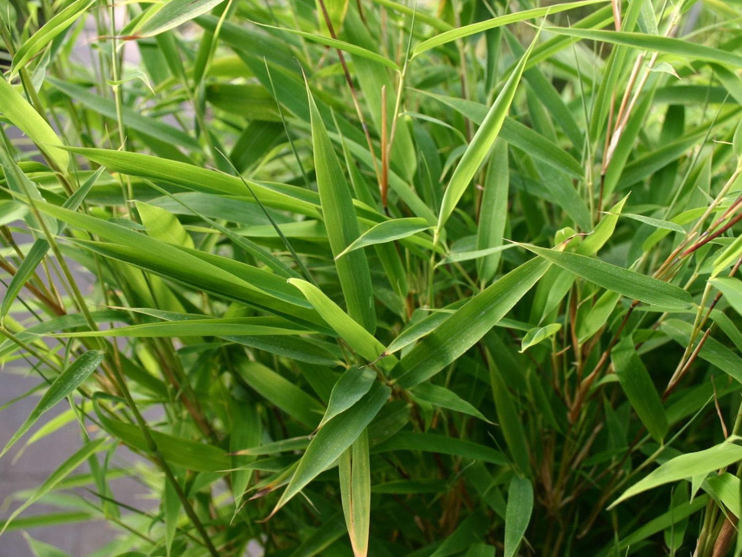 BAMBUSA fargesia murielae 'Bimbo'