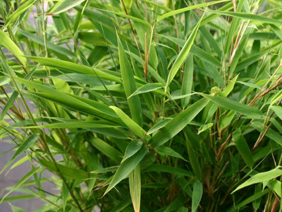 BAMBUSA fargesia murielae 'Bimbo'