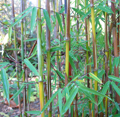 BAMBUSA fargesia nitida 'Jiuzhaigou'