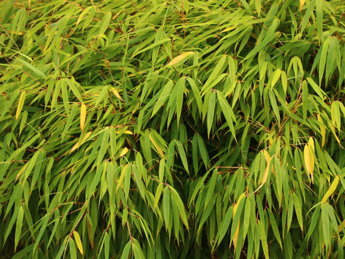 BAMBUSA fargesia murielae 'Simba'