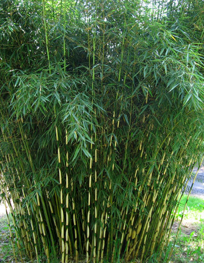 BAMBUSA fargesia robusta 'Campbell'